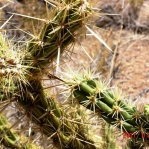 Cylindropuntia acanthocarpa, near Meadview, AZ