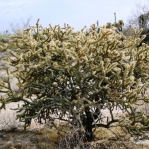 Cylindropuntia acanthocarpa var. ramosa