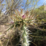 Cylindropuntia acanthocarpa with ephemeral bracts/leave surrounding flower bud, Peter Breslin