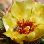 Yellow-flowered Cylindropuntia acanthocarpa, Nancy Hussey