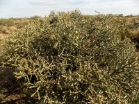 Cylindropuntia arbuscula