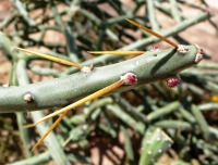 Cylindropuntia arbuscula