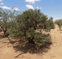 Cylindropuntia arbuscula, arborescent, Three Points, AZ, Michelle Cloud Hughes
