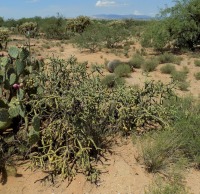 Cylindropuntia xneoarbuscula, type locality, AZ, Michelle Cloud-Hughes