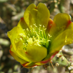 Cylindropuntia arbuscula, Saguaro National Park West, Anthony Mendoza