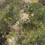 Cylindropuntia arbuscula, Saguaro National Park West, Anthony Mendoza