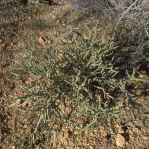 Cylindropuntia arbuscula, Homer Price