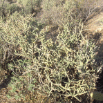 Cylindropuntia arbuscula, Homer Price
