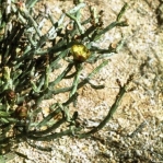 Cylindropuntia arbuscula, USDA