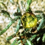 Cylindropuntia arbuscula, USDA