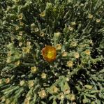 Cylindropuntia arbuscula, fruits, Three Points, AZ, Michelle Cloud Hughes