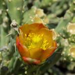 Cylindropuntia arbuscula, flower, Three Points, AZ, Michelle Cloud Hughes
