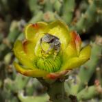 Cylindropuntia arbuscula, flower, Three Points, AZ, Michelle Cloud Hughes