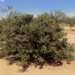 Cylindropuntia arbuscula, shrub, Three Points, AZ, Michelle Cloud Hughes