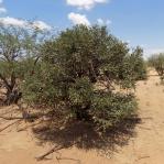 Cylindropuntia arbuscula, arborescent, Three Points, AZ, Michelle Cloud Hughes