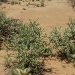 Cylindropuntia xneoarbuscula, type locality, AZ, Michelle Cloud-Hughes