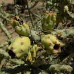 Cylindropuntia xneoarbuscula, type locality, AZ, Michelle Cloud-Hughes