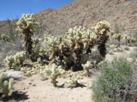 Cylindropuntia bigelovii, Bryant Olson