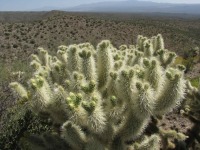 Cylindropuntia bigelovii, Zapata Wash road to Holy Joe Canyon, NE of Mammoth, AZ, Lon and Quetta
