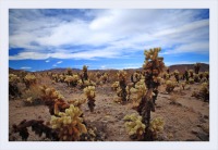 Cylindropuntia bigelovii