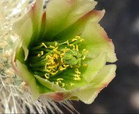 Cylindropuntia bigelovii, Jeremy Yoder
