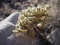Cylindropuntia bigelovii, Laura Camp