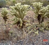Cylindropuntia bigelovii, near Phoenix, AZ