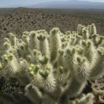 Cylindropuntia bigelovii, Zapata Wash road to Holy Joe Canyon, NE of Mammoth, AZ, Lon and Quetta