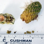 Cylindropuntia bigelovii, seeds, Nancy Hussey