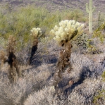 Cylindropuntia bigelovii, near Phoenix, AZ