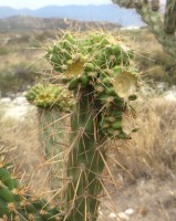 Cylindropuntia californica var. parkeri