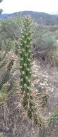 Cylindropuntia californica var. parkeri