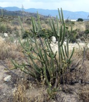 Cylindropuntia californica var. parkeri