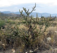 Cylindropuntia californica var. parkeri