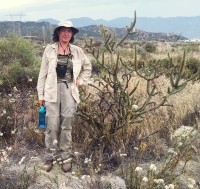 Cylindropuntia californica var. parkeri
