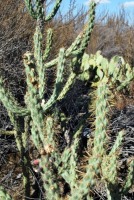 Cylindropuntia californica, in habitat, Weldon B