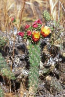 Cylindropuntia californica, in habitat, Toxicologist