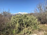 Cylindropuntia californica var. parkeri