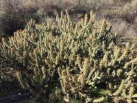Cylindropuntia californica var. parkeri