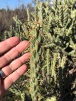 Cylindropuntia californica var. parkeri