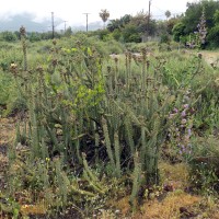 Cylindropuntia californica var. parkeri