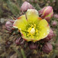 Cylindropuntia californica var. parkeri