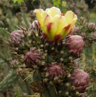Cylindropuntia californica var. parkeri