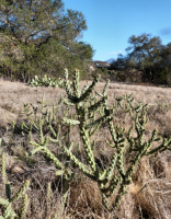 Cylindropuntia californica, in habitat, M Dolly