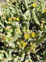 Cylindropuntia californica, garden plant