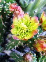 Cylindropuntia californica parkeri
