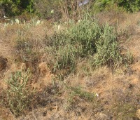 Cylindropuntia californica var. parkeri