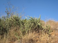 Cylindropuntia californica var. parkeri