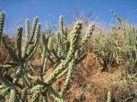 Cylindropuntia californica var. parkeri