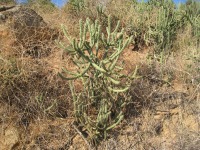 Cylindropuntia californica var. parkeri